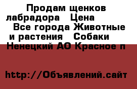 Продам щенков лабрадора › Цена ­ 20 000 - Все города Животные и растения » Собаки   . Ненецкий АО,Красное п.